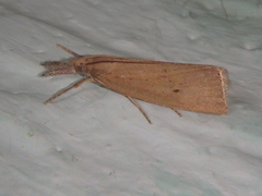 Chilo luteellus