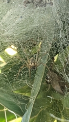 Agelena labyrinthica