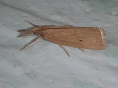 Chilo luteellus