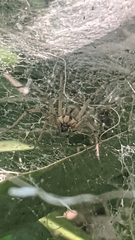 Agelena labyrinthica