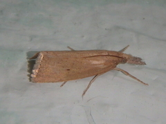 Chilo luteellus