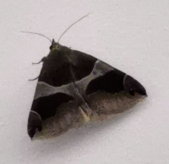 Bastilla arcuata