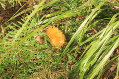 Banksia collina