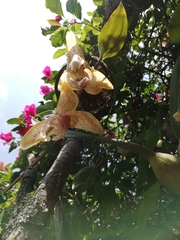 Stanhopea oculata