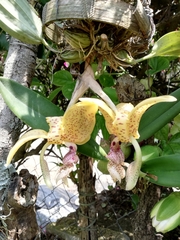 Stanhopea oculata