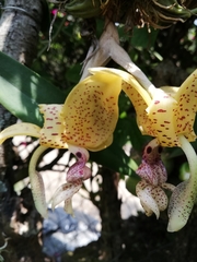 Stanhopea oculata