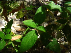 Cistus salviifolius
