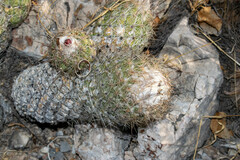 Coryphantha durangensis
