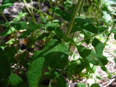 Cistus salviifolius