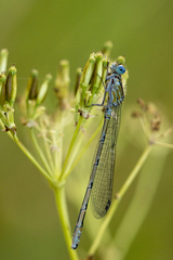 Erythromma viridulum