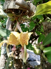 Stanhopea oculata