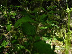 Cistus salviifolius