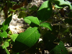 Cistus salviifolius