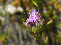 Monardella viminea
