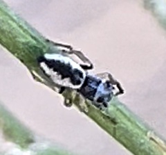 Sarinda cutleri