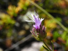 Monardella viminea