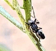 Sarinda cutleri