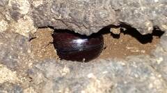 Phyllognathus excavatus