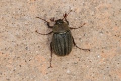 Phyllophaga lanceolata