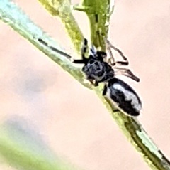 Sarinda cutleri