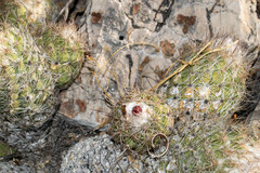 Coryphantha durangensis