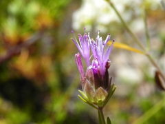 Monardella viminea