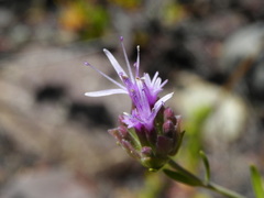 Monardella viminea