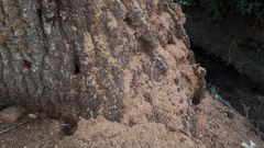 Phyllognathus excavatus