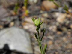 Monardella viminea