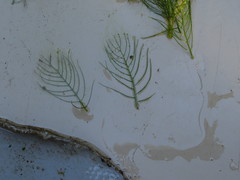 Myriophyllum sibiricum