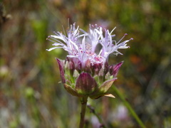 Monardella viminea
