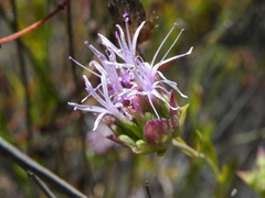 Monardella viminea