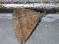 Pechipogo plumigeralis