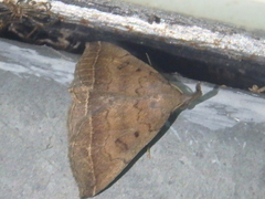 Pechipogo plumigeralis