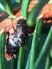 Cremnocephalus alpestris