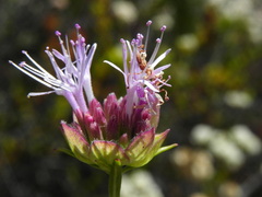 Monardella viminea