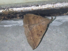 Pechipogo plumigeralis