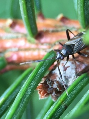 Cremnocephalus alpestris