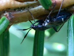 Cremnocephalus alpestris