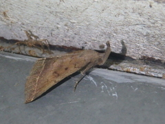 Pechipogo plumigeralis
