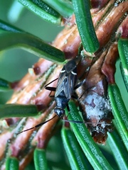 Cremnocephalus alpestris