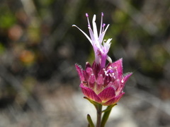 Monardella viminea