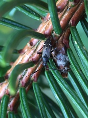 Cremnocephalus alpestris