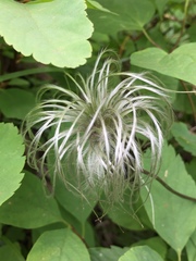 Clematis hirsutissima