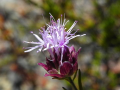 Monardella viminea