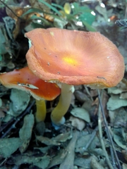 Amanita erythrocephala