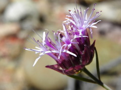 Monardella viminea