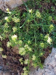 Galium anisophyllon