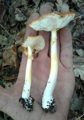 Amanita erythrocephala