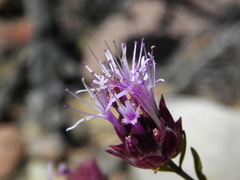 Monardella viminea